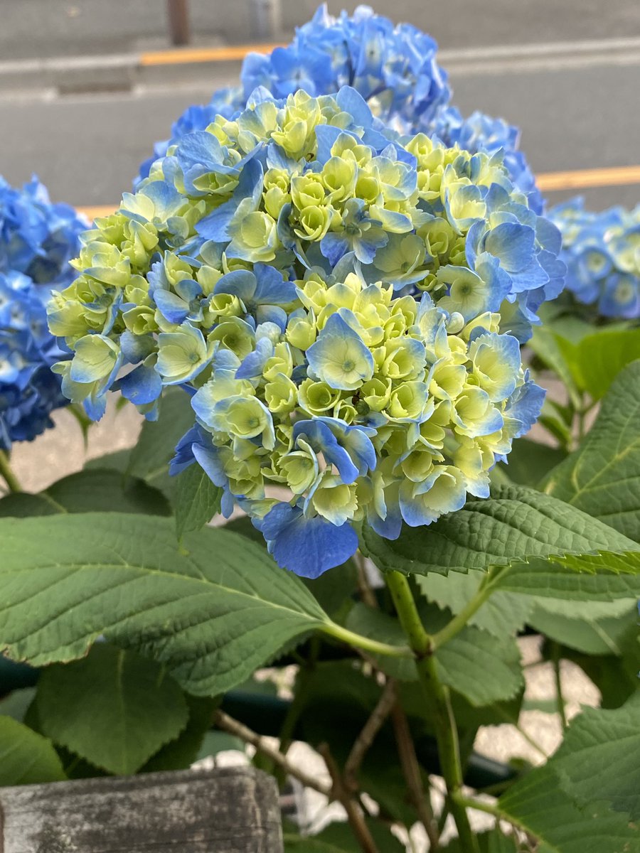 梅雨の風物詩 https://t.co/tg35GiXoAr