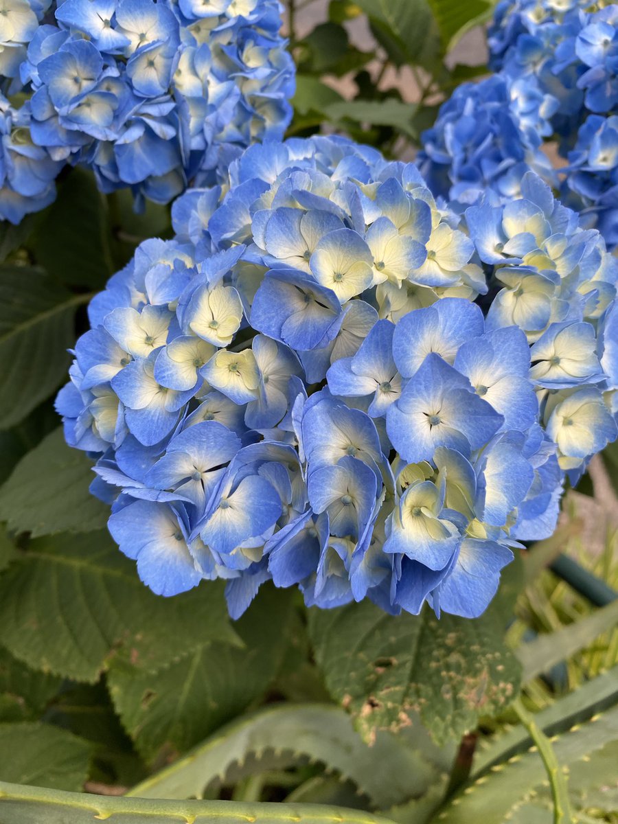 梅雨の風物詩 https://t.co/tg35GiXoAr