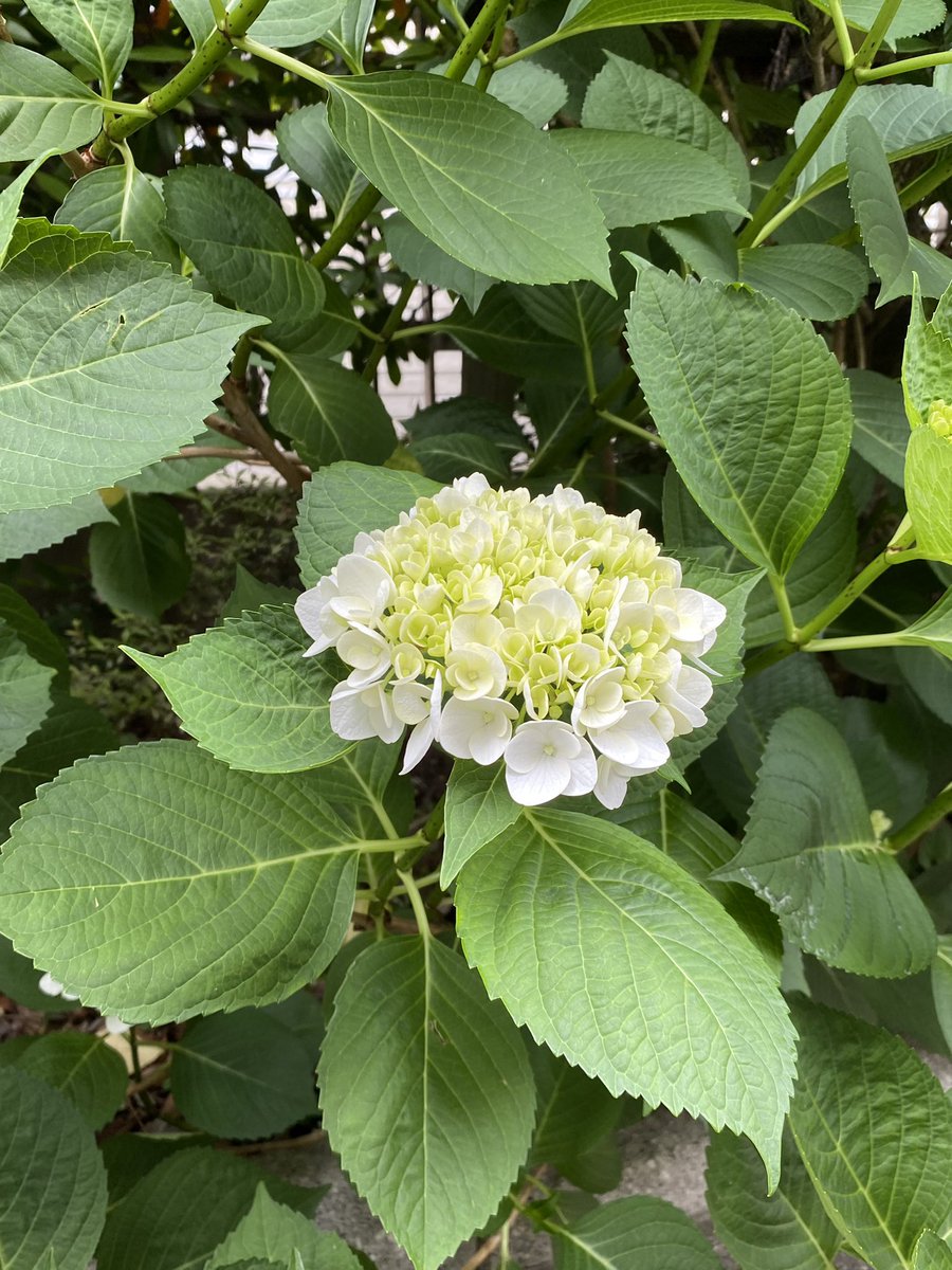 梅雨の風物詩 https://t.co/tg35GiXoAr