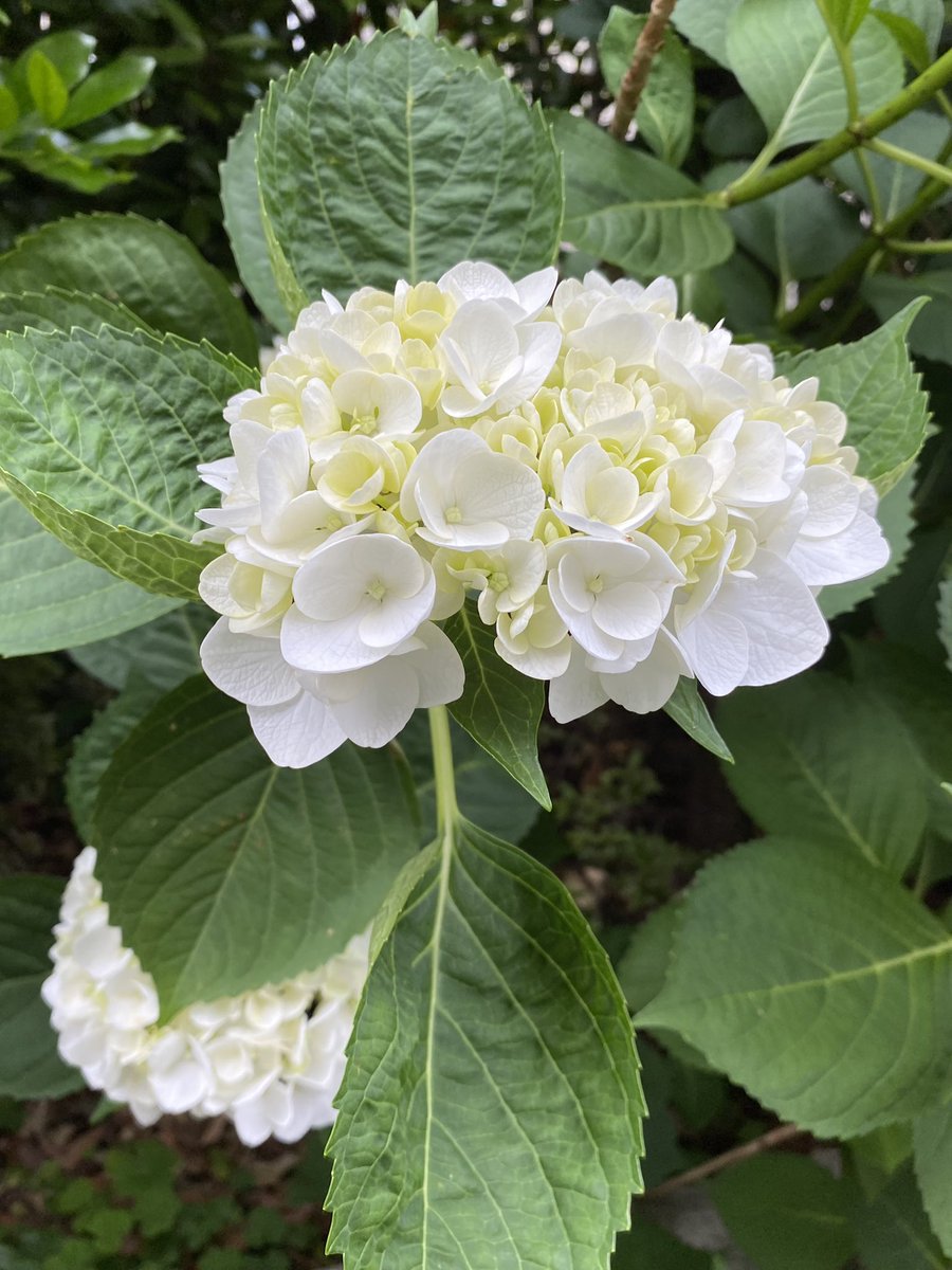 梅雨の風物詩 https://t.co/tg35GiXoAr