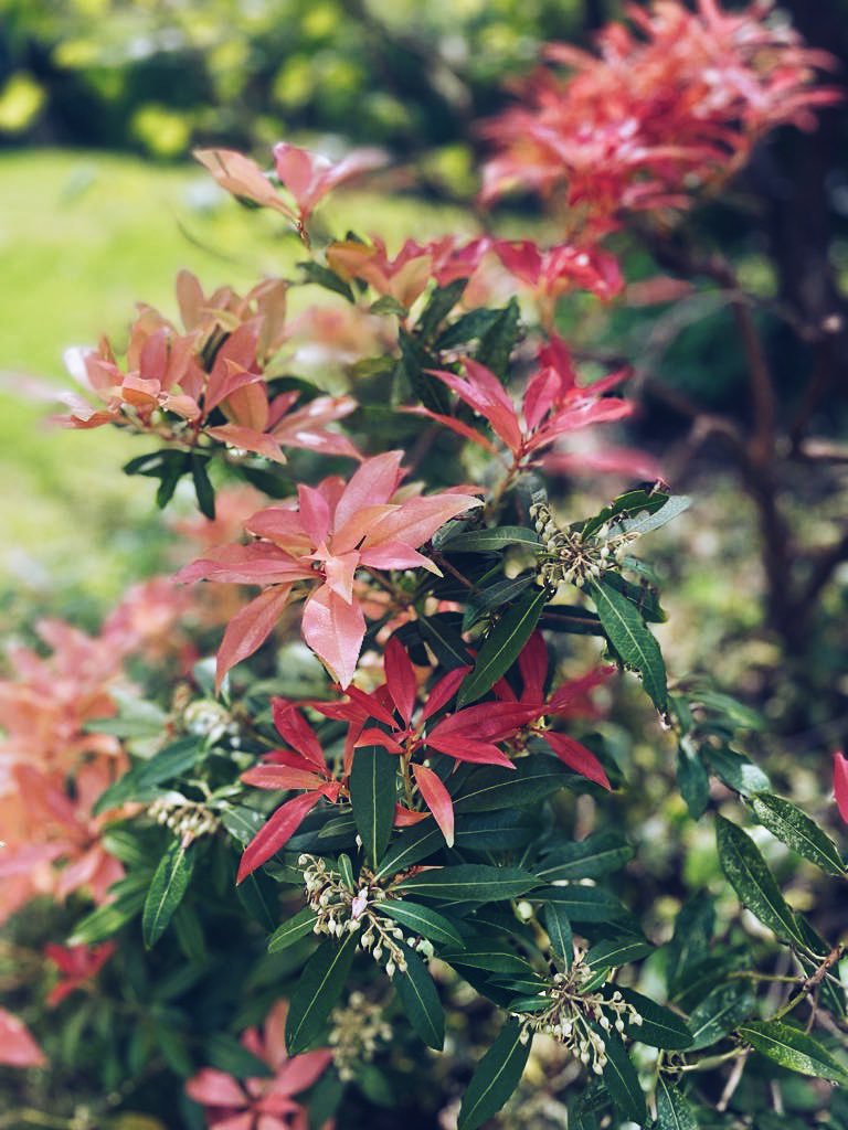 Japanese Pieris 🍂 #gardening #gardeners #gardenersofinsta #gardenersofinstagram #gardenerspfig #gardengram #gardeninggram #gardenlife #gardeninspo #gardentools #gardenphotography #picoftheday #foryoupage