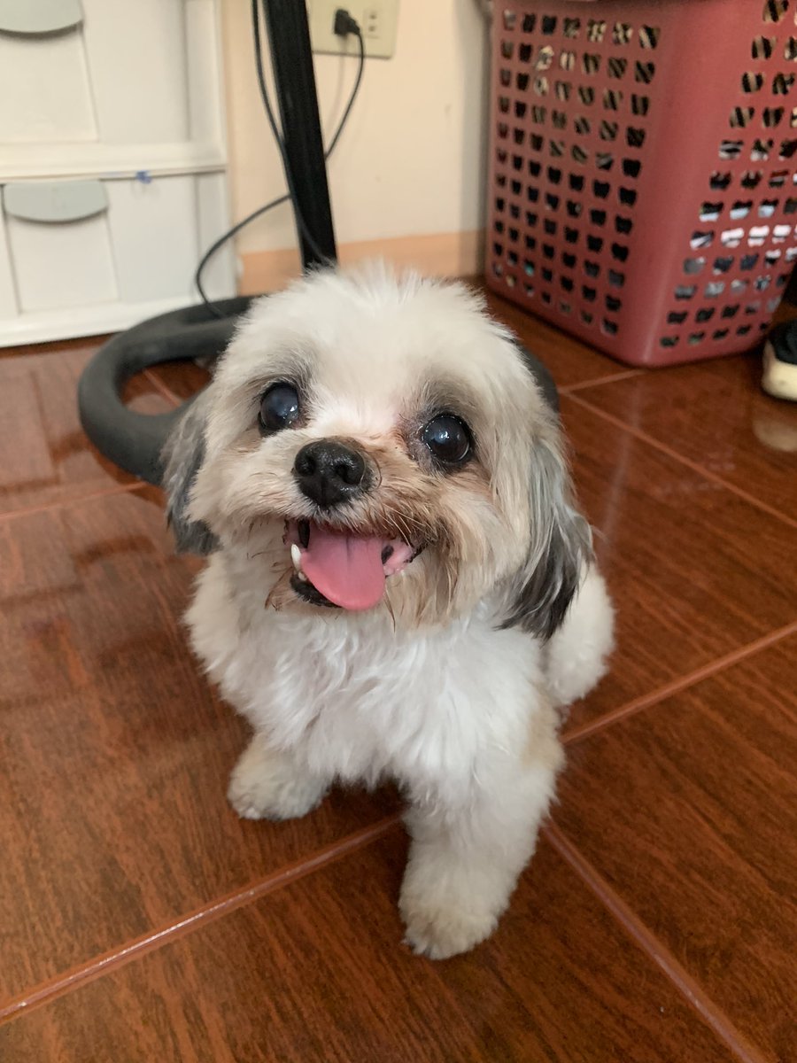 cemeterii's tweet photo. i can’t bear the fact that when i go home from up, you won’t be there to leap and welcome me home anymore, or that you won’t be there to plop down in my room to hang out with me… i hope you enjoyed the 12 yrs of your life while you were with us, cocs… we’ll miss u so much ❤️ https://t.co/IPIvMuyhPt