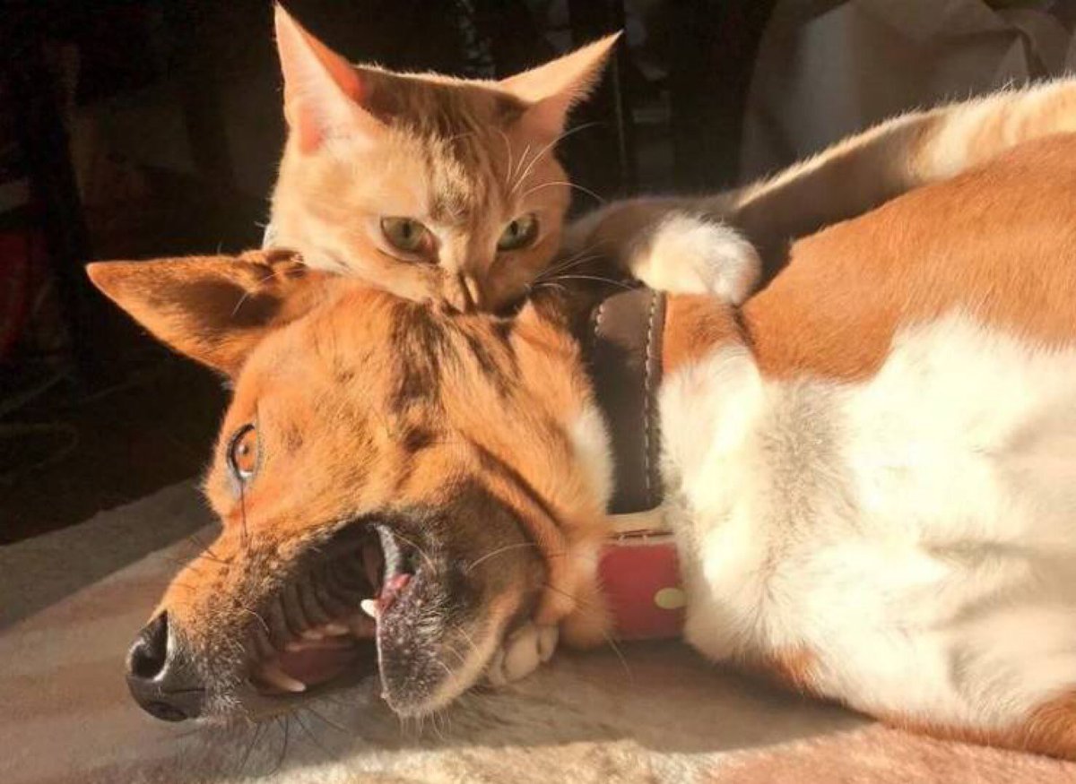 Why you should have a cat (@shouldhavecat) on Twitter photo 