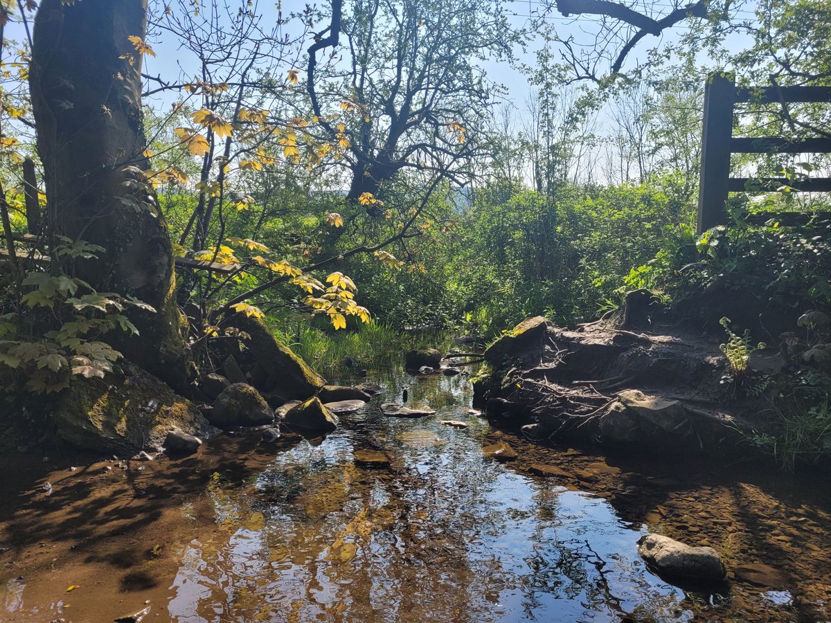 RibbleTrust's tweet photo. Did you know the #RibbleCatchment covers 750 square miles and has over 3479 miles of watercourses?
Because we look after the whole catchment, we look after 100s of watercourses- from main rivers to tiny streams!
Discover more about the Catchment here: https://t.co/ppcRKnmYlE https://t.co/GW6Xd9N95J