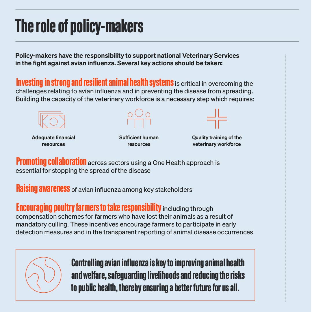 Investing in strong and resilient animal health systems is key to managing #avianinfluenza.

Learn about the actions policy-makers should take to support national Veterinary Services in the fight against avian influenza, for #EveryonesHealth👇
woah.org/en/document/av…