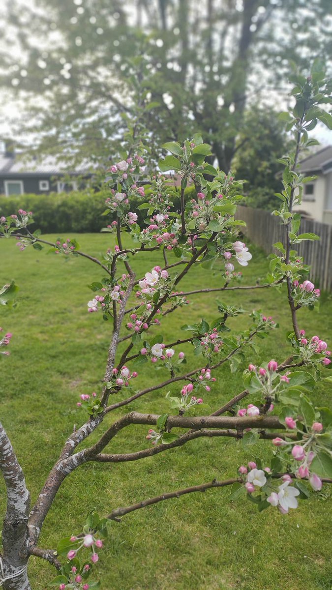 KennethJS's tweet image. Inspirert av @GVidnes 
#dagenshage (egentlig i går kveld...)