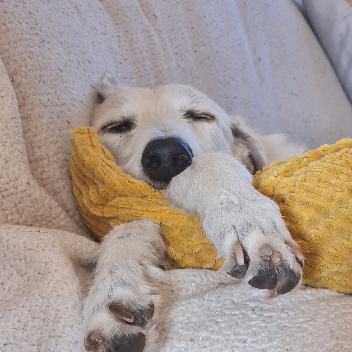 It's a dogs life! 🐕