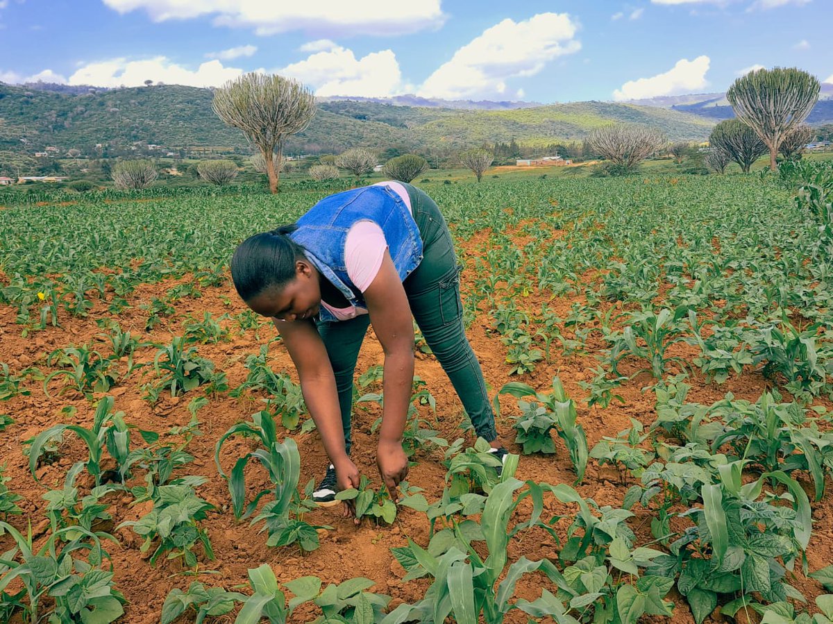 kenaff_farmers's tweet photo. Today’s KENAFF young farmer feature:

“Nothing delights me more than growing plants from seed. Being a farmer is so gratifying, you not only feed your family but the world too.” Ms. Monica Ndung’u, a Mai Mahiu farmer and KENAFF Nakuru youth member.
#KENAFFYDP
#YOUTH 
#agriculture https://t.co/syQP7vbCBO