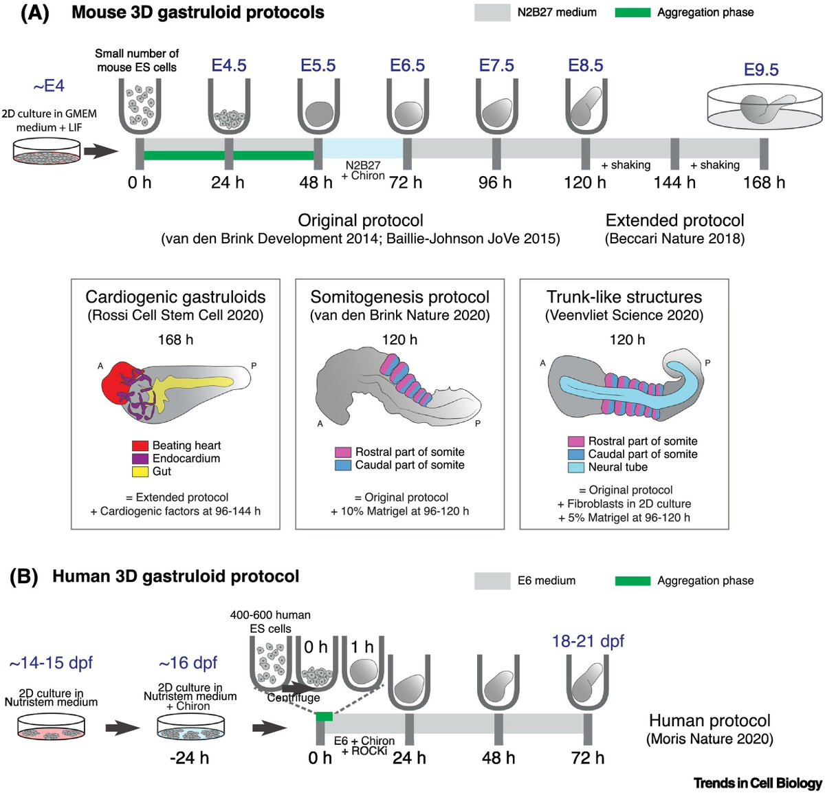 Thread 1. #Gastruloids are one of a collection of #Stembryo models that have emerged over the last few years &amp; are transforming the way we do mammalian #DevBio through a combination of genetics, experimental embryology and cell biology bit.ly/3BxQ9Kc