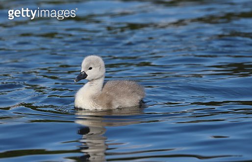 안밉잖아 안데르센 등신아