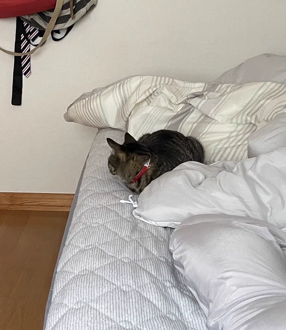 お猫様 兄が帰省してて自慢気に写真送られてくる。3枚目は父を見送る哀愁漂う背中