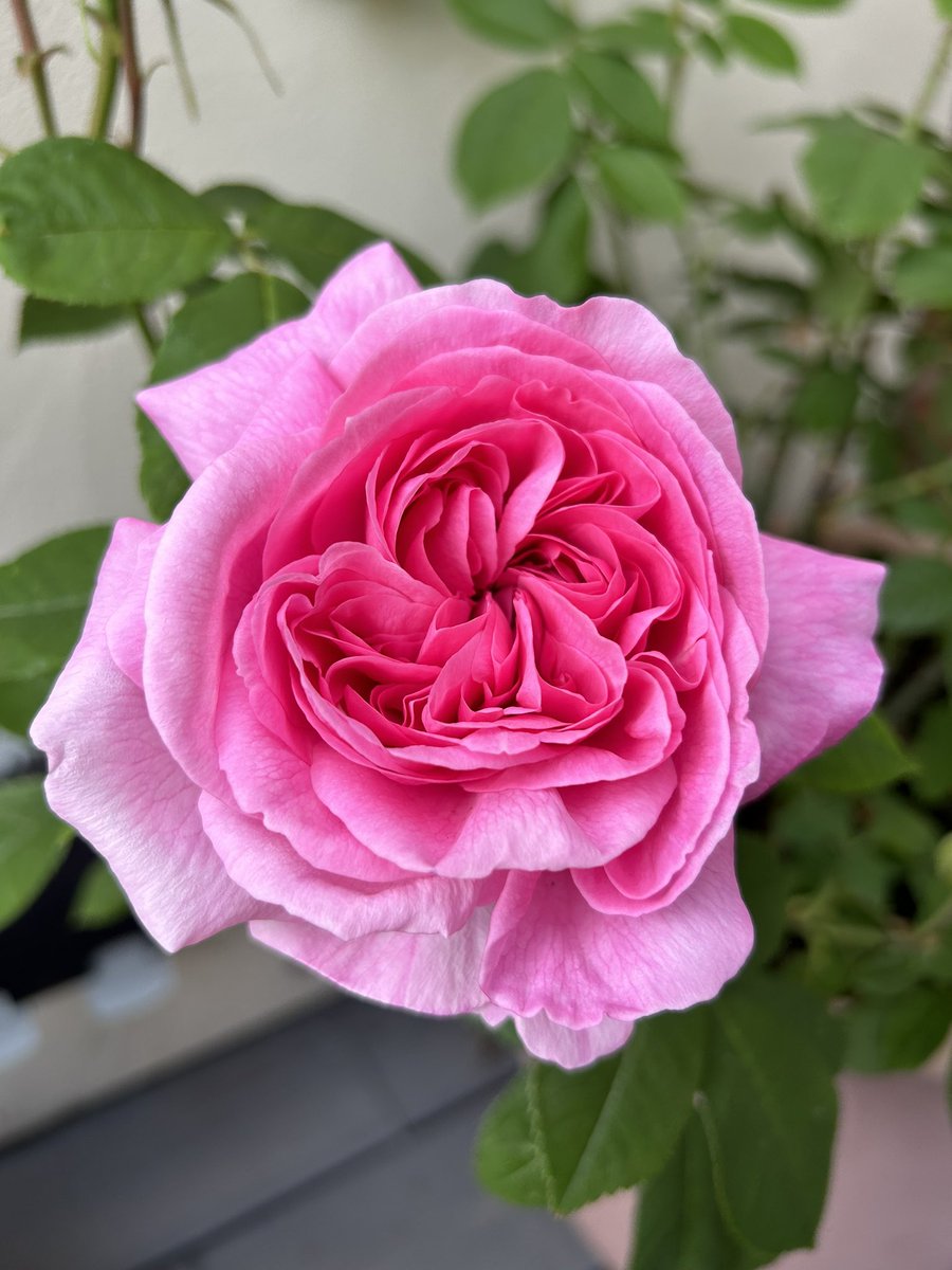 My first <a href="/DAustinRoses/">David Austin Roses</a> Gertrude Jekyll showing up! #RoseWednesday #GardeningTwitter
