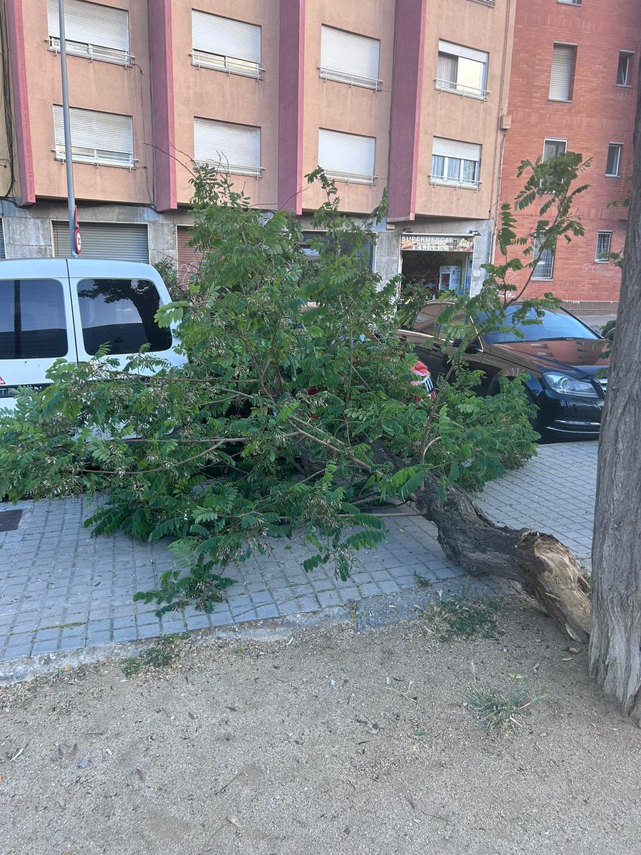 AVBoetElRengle's tweet photo. Arbre trencat per falta de manteniment. On estant els arbres del Boet? Un cop retirats mai es reposen. Es farà realment alguna cosa per fer un #Boet #Mataró més verda? https://t.co/VU03SBWdp2