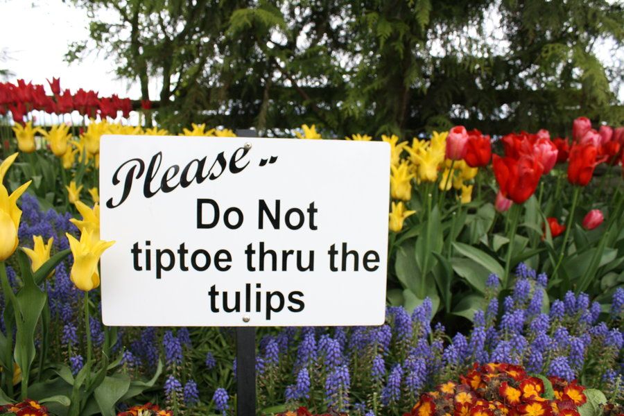$TULIP @tethertulips