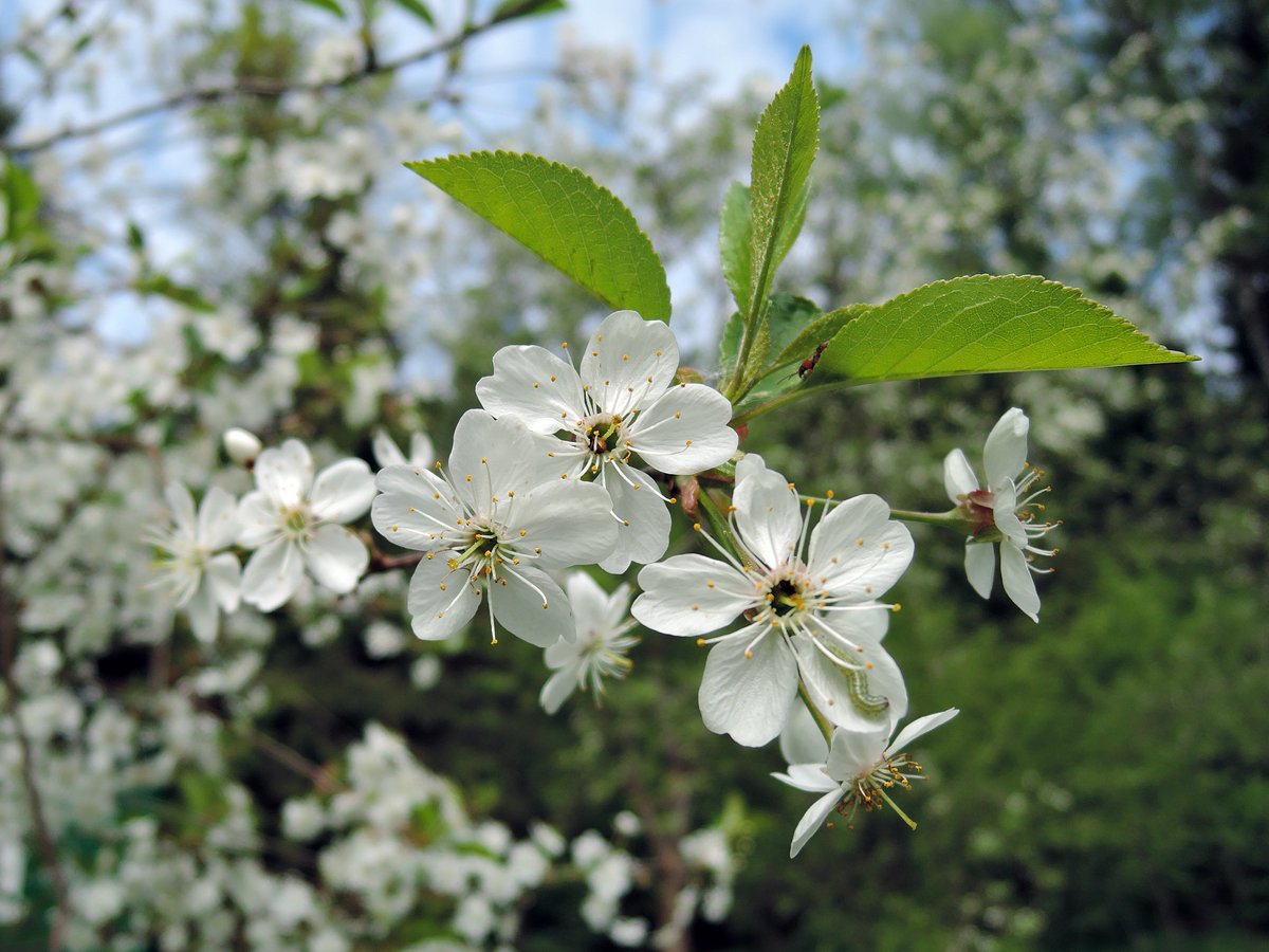 okora's tweet image. Вишня цветет