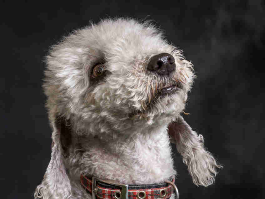 The Bedlington Terrier captures your attention with his unique lamblike appearance and keeps it with his entertaining, opinionated personality. Don’t let his appearance fool you, however. The Bedlington is all terrier: inquisitive, intelligent, alert, and aggressive toward small