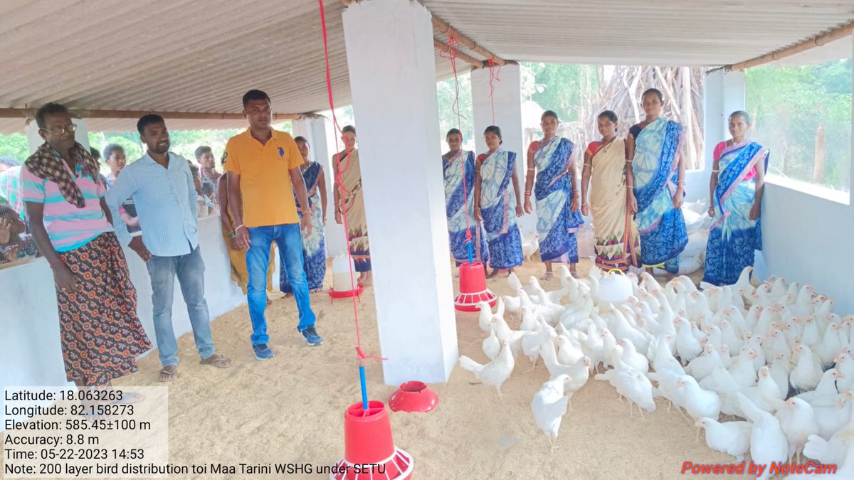 Ovsamalkangiri's tweet photo. Swabhiman area enters the animal husbandry arena with https://t.co/5xd5CaxJ2z drive economy transition of derelict tribal society up,an effort ofARD in terms ofWLH layer bird supply to WSHGs #CDVO,MKG,# ADVO(LP)#DPC Mission Shakti#ARD official @dahvsodisha @farddept @CMO_Odisha https://t.co/qG3rSVj1dg