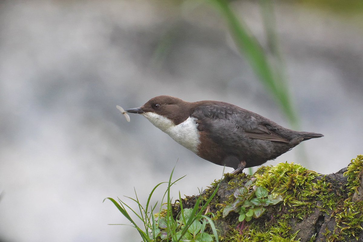 This dipper literally plucked the fly from the air and ate it in a blink of an eye ! #digiscoping #Kowascoping #benrouk  #LUMIX @KowaOptics @Benro_UK @LumixUK