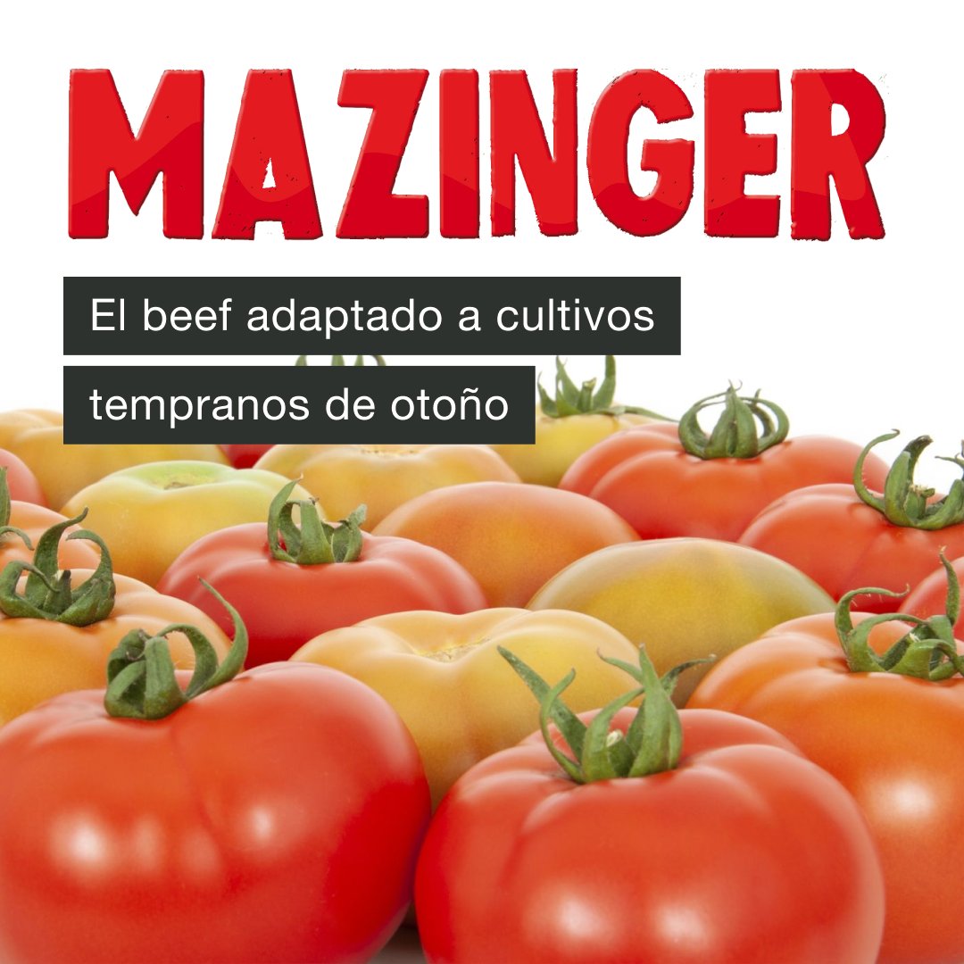 SeminisIberia's tweet photo. #Mazinger, el tomate beef de Seminis adaptado a cultivos tempranos de otoño, 'El poder en tus manos'.
Planta abierta de vigor medio, hoja pequeña y bien ventilada, de entrenudos cortos, facilidad de cuaje con calor, gran precocidad y alto número de resistencias.
#tomatebeef https://t.co/KC6G0bh7yy
