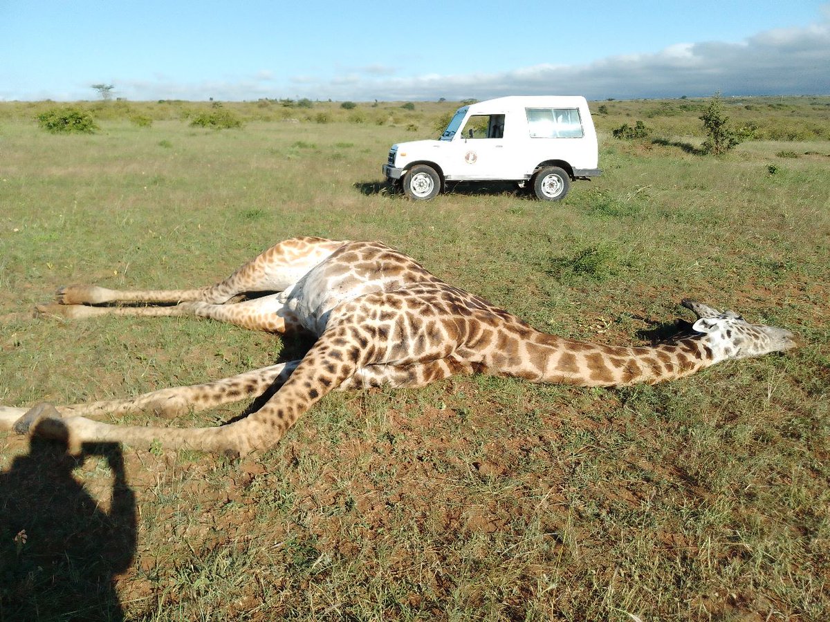 Friends of Nairobi National Park on Twitter "KenyaPower You must