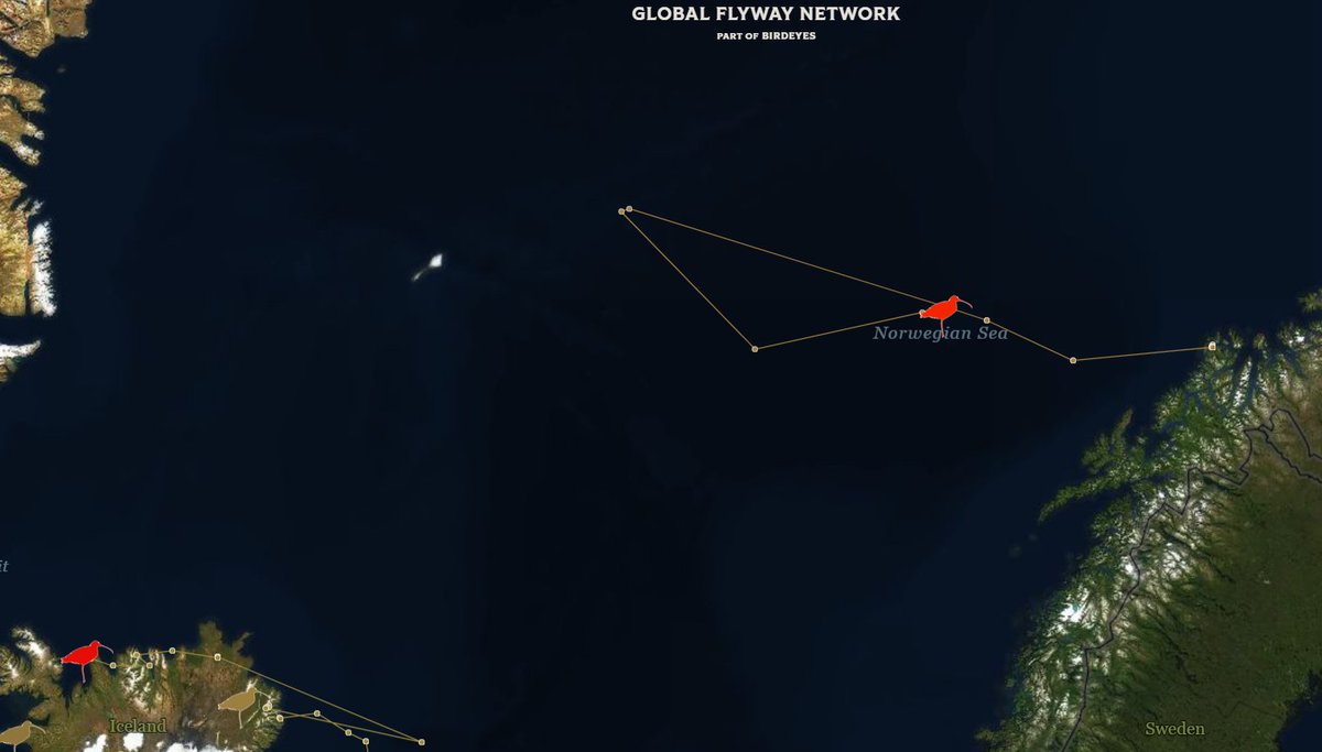 GaryAllport's tweet photo. What a saga!  A Soga saga at that...
Whimbrel 'Soga' has now turned round heading back to Norway having not found Iceland for a 2nd time of trying (and only 200km from Jan Mayen Land).  Here's hoping for a safe return to land again... https://t.co/5czMvsLPOk