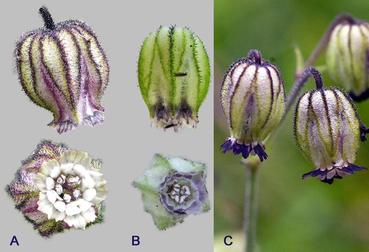 The latest valuable taxonomic contribution to the floraofnepal.org and our understanding of #Silene in #Nepal published in #openaccess #EJBotany @RBGE_science by researchers from @uppsalauni @systbio_UU journals.rbge.org.uk/ejb/article/vi…