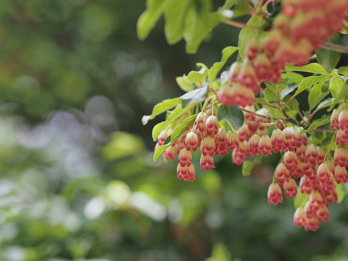 サラサドウダン。紅色の縞模様が綺麗でした✾

#六甲高山植物園

OLYMPUS PEN Lite E-PL6
M.ZUIKO DIGITAL ED 75mm F1.8