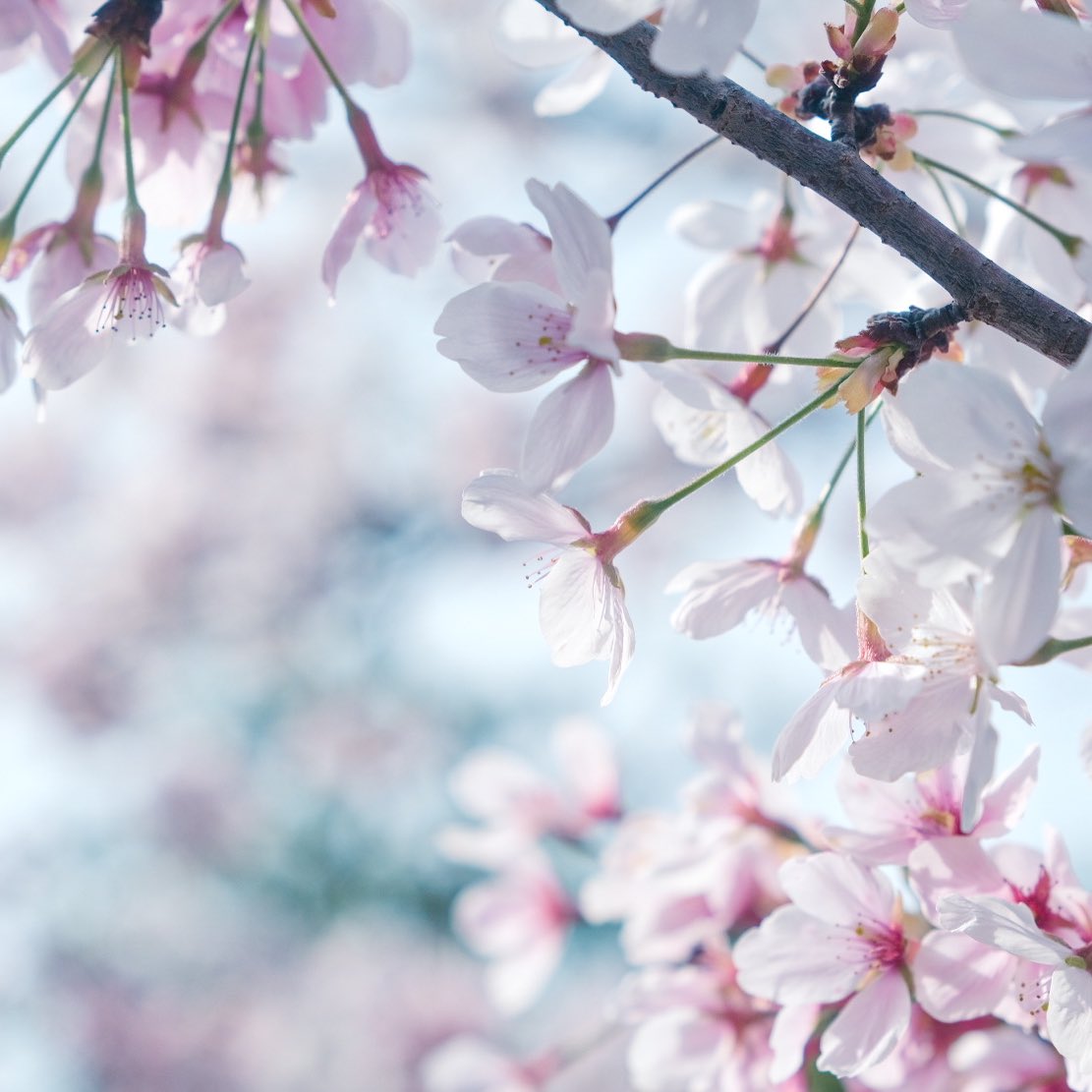 宵月 絃꙳☽ ʏᴏɪᴅᴜᴋɪ ɪᴛᴏ࿔ tweet media