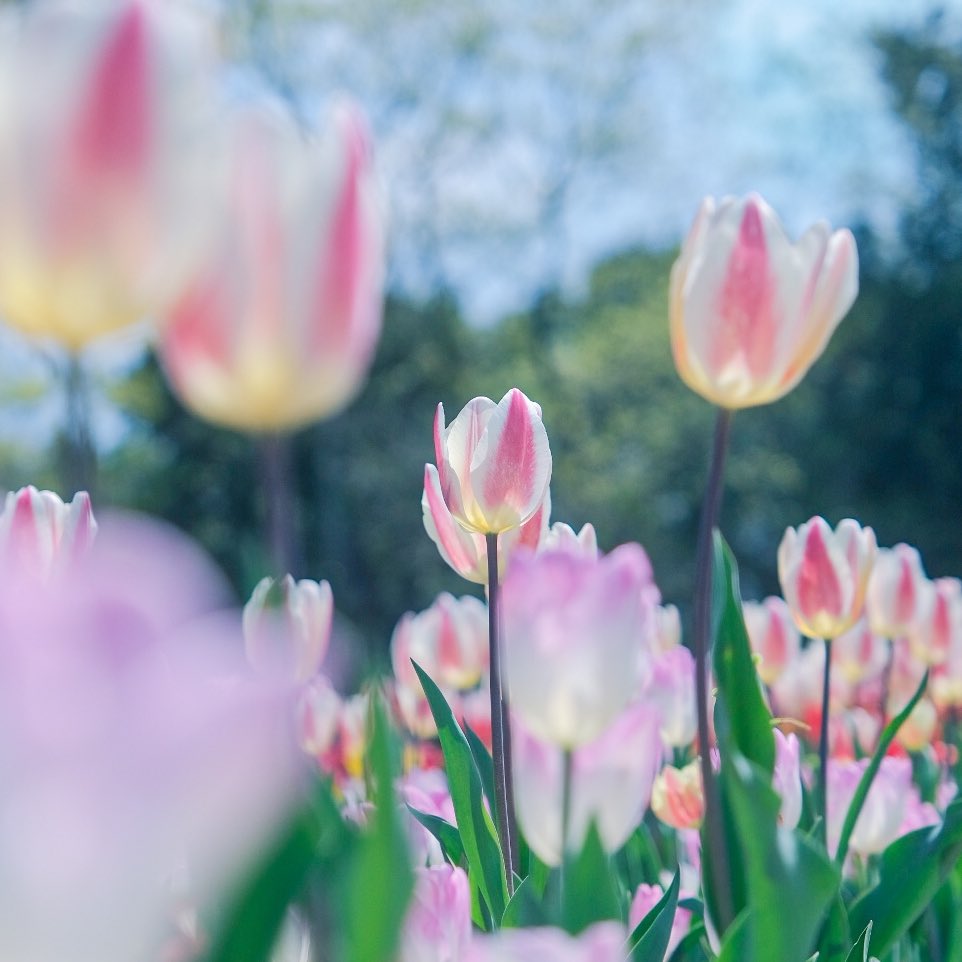 宵月 絃꙳☽ ʏᴏɪᴅᴜᴋɪ ɪᴛᴏ࿔ tweet media