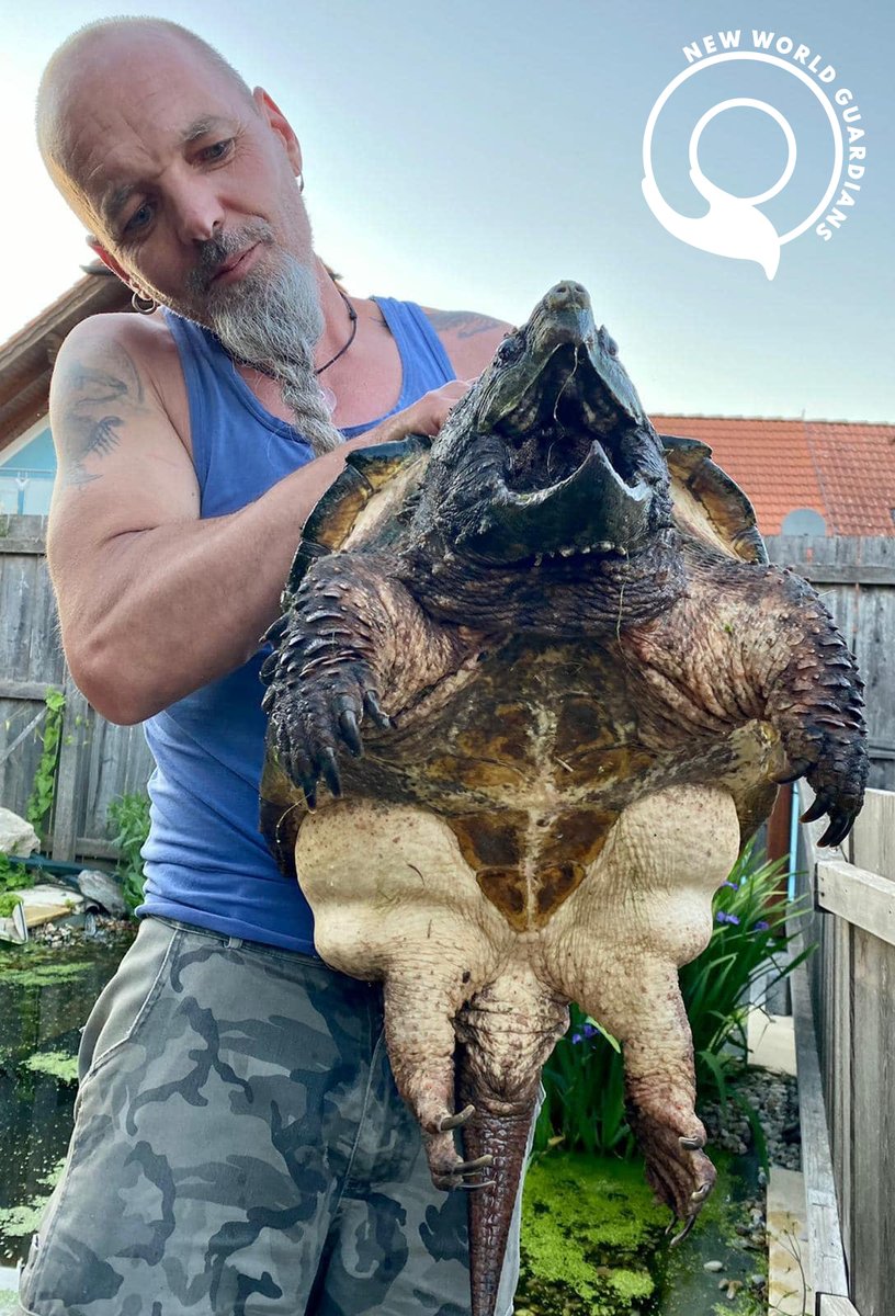 This is an alligator snapping tortoise, one of many different species Markus cares for at his paradise sanctuary in Austria💚  check out this awesome aid project RespekTurtle here ⤵️ newworldguardians.com/respekt-turtel/ 

#nftsforgood