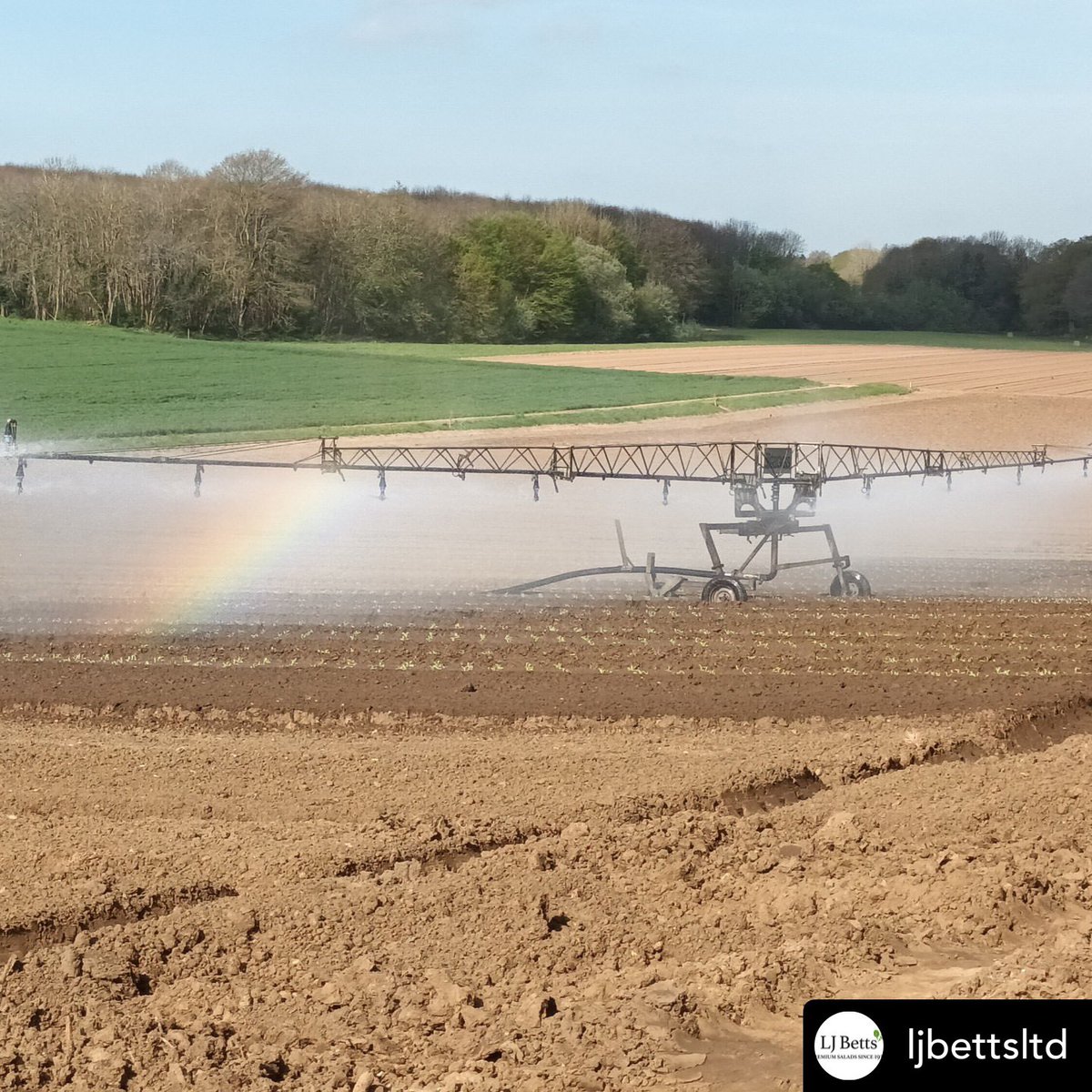 Foodari's tweet image. @ljbettsltd have been lovingly tending to their crops during spring and you’ll be pleased to know that we expect all our salad leaves and heads to be sourced locally from our friends @ljbettsltd within the next week or so! 💚

Posted @withregram • @ljbettsltd