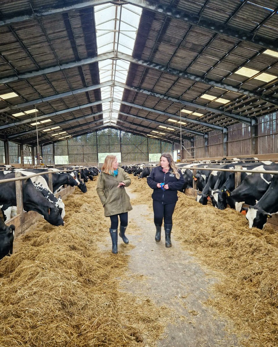 laurashewcar's tweet image. @hjferg and I filmed with #BBCLandward last month talking about #dairycow #behaviour, #welfare and just some of the #research we're getting up to @SRUC. Our story will be on tomorrow's episode @BBCScotland at 8:30pm, replaying on @BBCTwo on Sunday at 8:15am 🐄🐄🐄