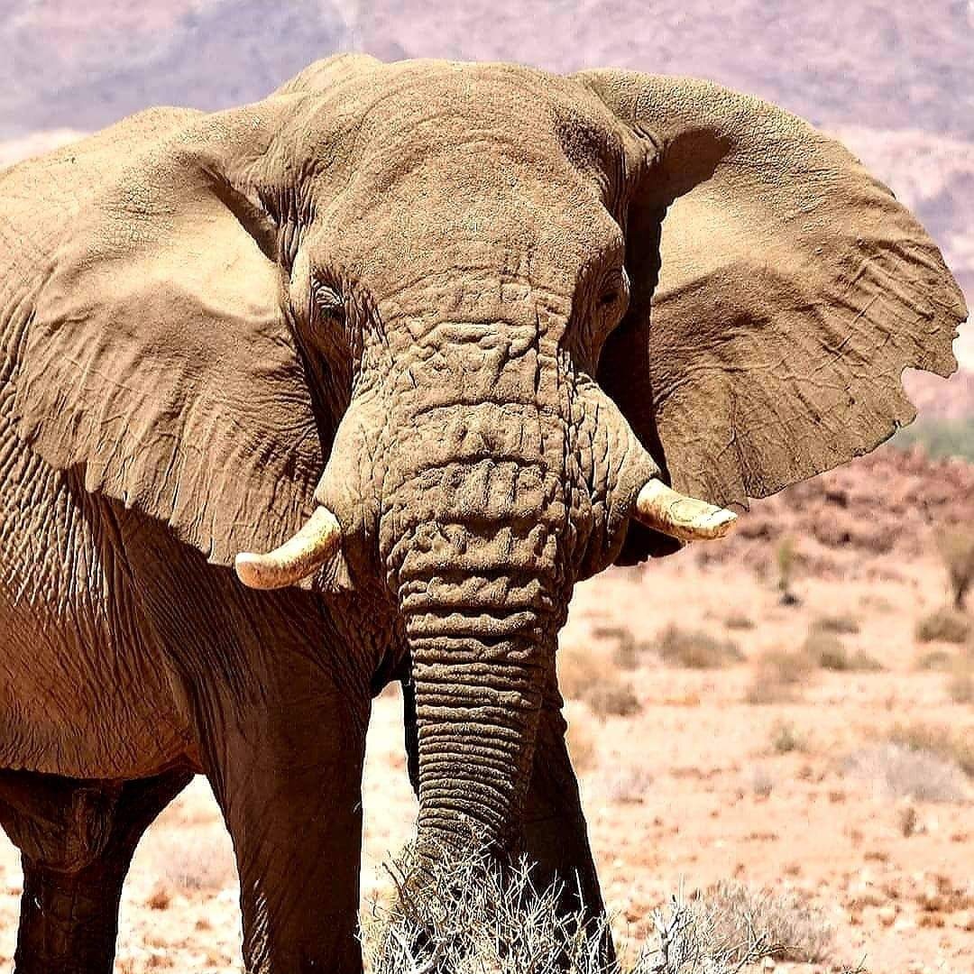♥️Every day is my 
🐘 #WorldElephantDay 
🐘 #2023YearOfTheElephant
🐘 #ElephantTwitter
🌍 #LetAfricaLive 🐘
🐘 #VOORTREKKER 🖤