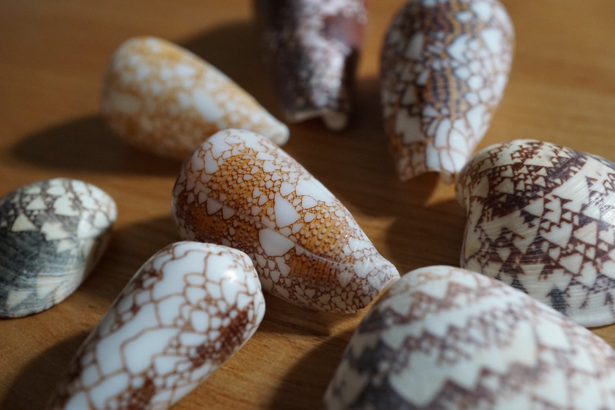 hoshi_kinuta's tweet image. #cellularautomaton #セル・オートマトン