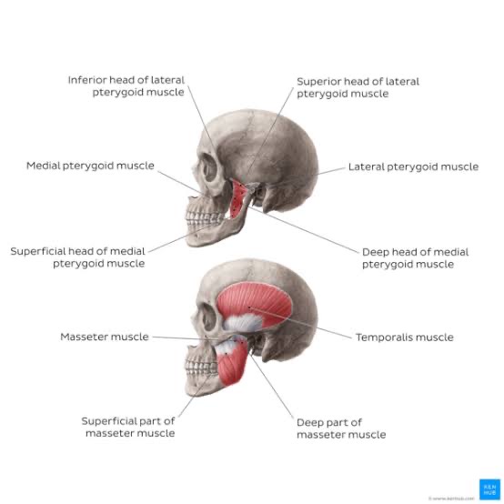 The Ecosystem of TMJ (Temporomandibular Joint )