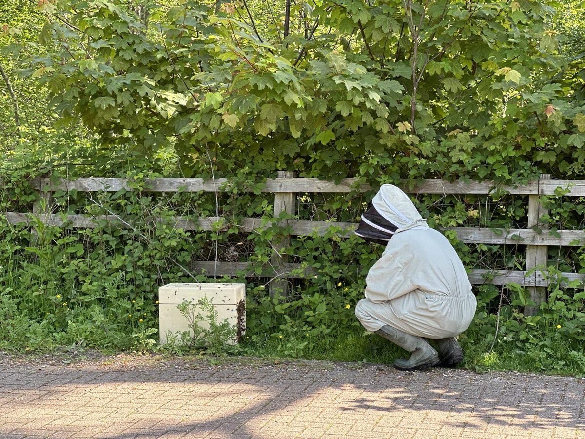 Had to call on the services of a local beekeeper this morning to rescue us from a swarm of honeybees! Glad they’ll be going to a good home
