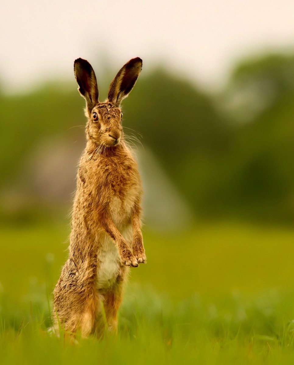 Inquisitive Brown Hare.. wondering what the odd shape that looked like a clump of grass but smelt like a human actually was! #brownhare #hare #wildlifewednesday #wildlifephotography <a href="/bbcwildlifemag/">BBCWildlifeMagazine</a> <a href="/BBCSpringwatch/">BBC Springwatch</a>