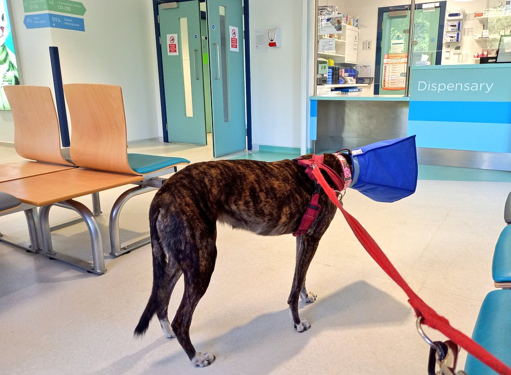 Waiting for another white knuckle ride on the opthalmology table of doom. It's good news! My eye has healed. No more cone of shame. Yay! I'm going to dedd the ruddy thing, just to make sure. 😁