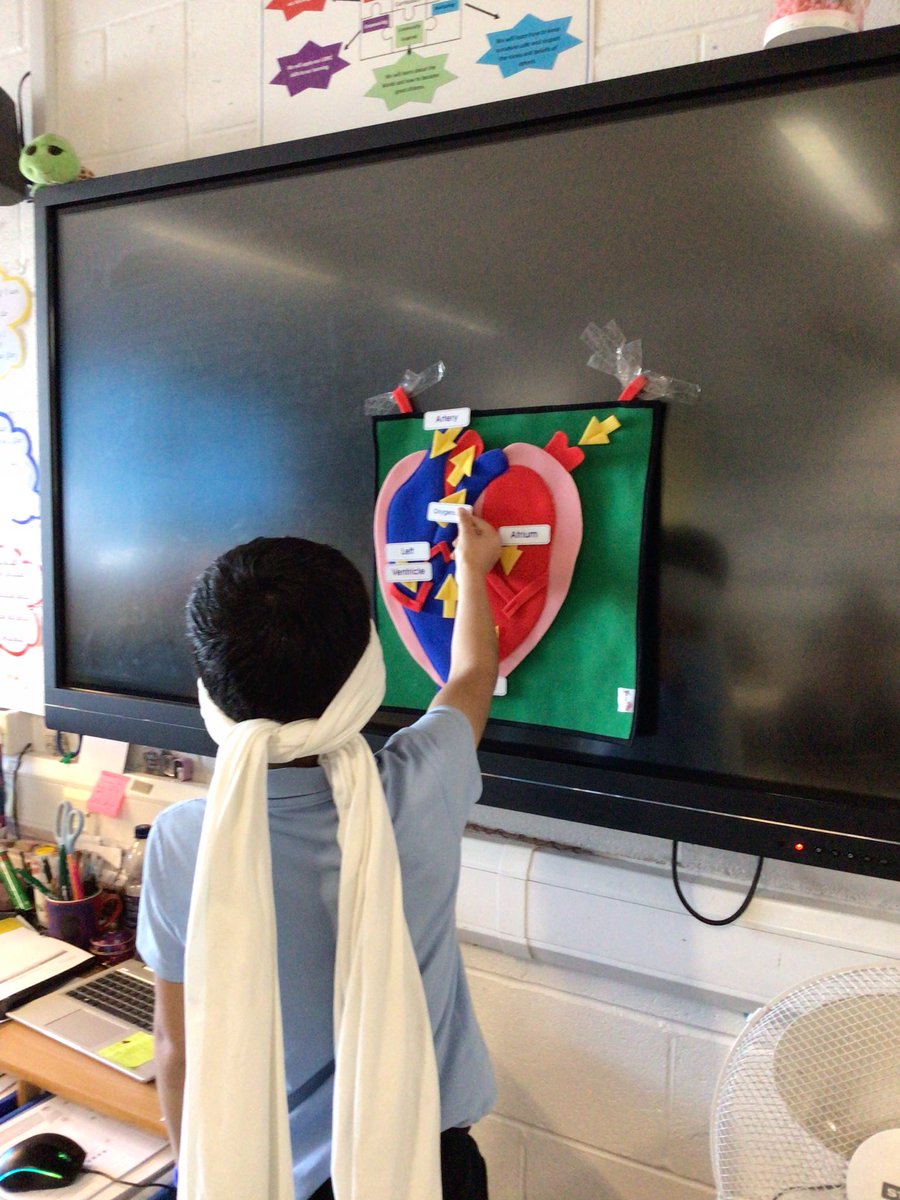 Byronprimarysch's tweet photo. 6L having fun labelling the heart in science whilst playing “Pin the names on the heart”.  It really helped solidify their learning of different parts and functions of the heart. #ByronScience #STEMScience https://t.co/tuQaFWrjaR