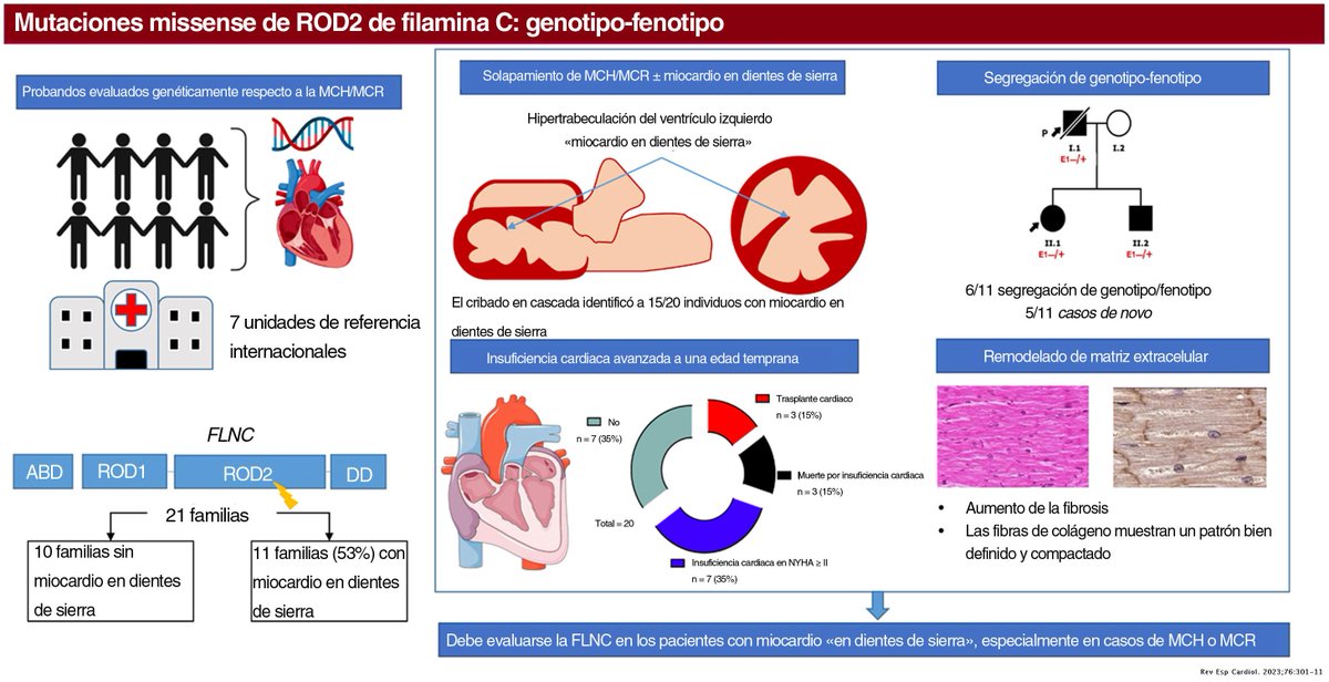 REC Publications (@revespcardiol) on Twitter photo Las mutaciones missense en el dominio ROD2 de la filamina C muestran un fenotipo con miocardiopatía restrictiva/hipertrófica y miocardio en dientes de sierra #REC #Cardiotwitter <a href="/FranBermudz/">🕊️Fran Bermúdez-Jiménez</a> <a href="/rbarvil/">Roberto Barriales-Villa</a> @miguelalvarlop revespcardiol.org//es-las-mutaci… Las mutaciones missense en el dominio ROD2 de la filamina C muestran un fenotipo con miocardiopatía restrictiva/hipertrófica y miocardio en dientes de sierra #REC #Cardiotwitter <a href="/FranBermudz/">🕊️Fran Bermúdez-Jiménez</a> <a href="/rbarvil/">Roberto Barriales-Villa</a> @miguelalvarlop revespcardiol.org//es-las-mutaci…