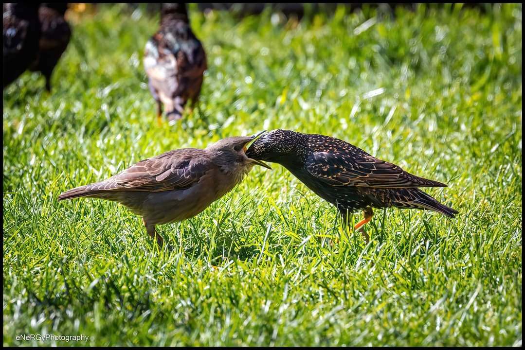 Feeding frenzy in the garden with the young starlings..
<a href="/Natures_Voice/">RSPB</a> <a href="/RSPBEngland/">RSPB England</a> #birds #nature #wildlife #starlings #canonphotography #birdwatching #BirdsOfTwitter