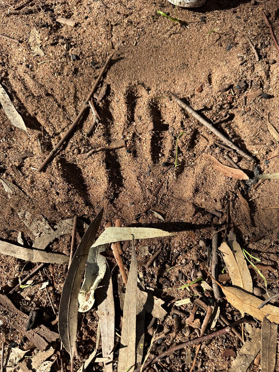 What a beautiful morning acknowledging country on kaurna land ❤️💛🖤