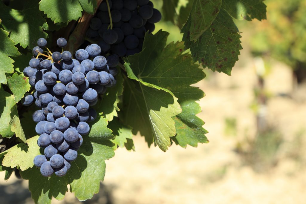 La uva #Cariñena 🍇, autóctona de Aragón, es conocida también como Mazuelo en Rioja, Sansó en Cataluña o Carignan en Francia, es una variedad de alta acidez, altos taninos y color profundo.

Una variedad que nos dará muchas alegrías y momentos de satisfacción. 🍷

#SomosCariñena