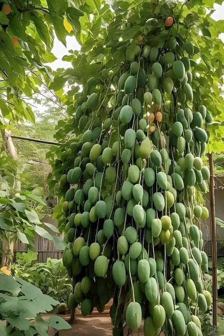 deepstatepak's tweet photo. Welcome Mango 🥭
سرائیکستان ءچ ثمر بہشت مٹھے امب دی آمد۔
ست بسم اللہ
@MultanSultans @PTIOfficialMTN @ghazanfarabbass 
#MultaniMangoes https://t.co/qSwwIwgPde