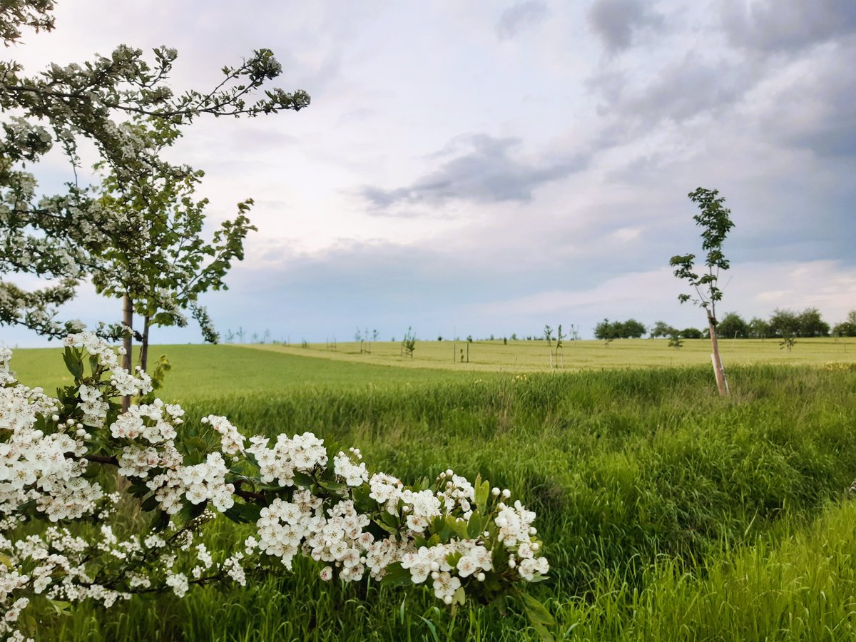 Mehr Unterstützung für #Agroforstsysteme - das fordern wir gemeinsam mit der <a href="/abl_ev/">AbL_eV</a> und dem <a href="/bioverband_de/">Bund Ökologische Lebensmittelwirtschaft (BÖLW)</a> in einem offenen Brief an Bund und Länder. 99 Verbände und Organisationen haben mitgezeichnet - herzlichen Dank dafür!
agroforst-info.de/2023-05-24/