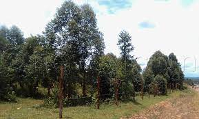 BiryomumaishoB's tweet photo. Justice Nshimye Allan delivers landmark judgement, declaring Ibanda forest reserve to be returned to the government. The consent judgement has been overturned, deeming the MOU between Ibanda LG and Rukokoma illegal and unenforceable. #Protectingenvironment https://t.co/5B29Ah17uL