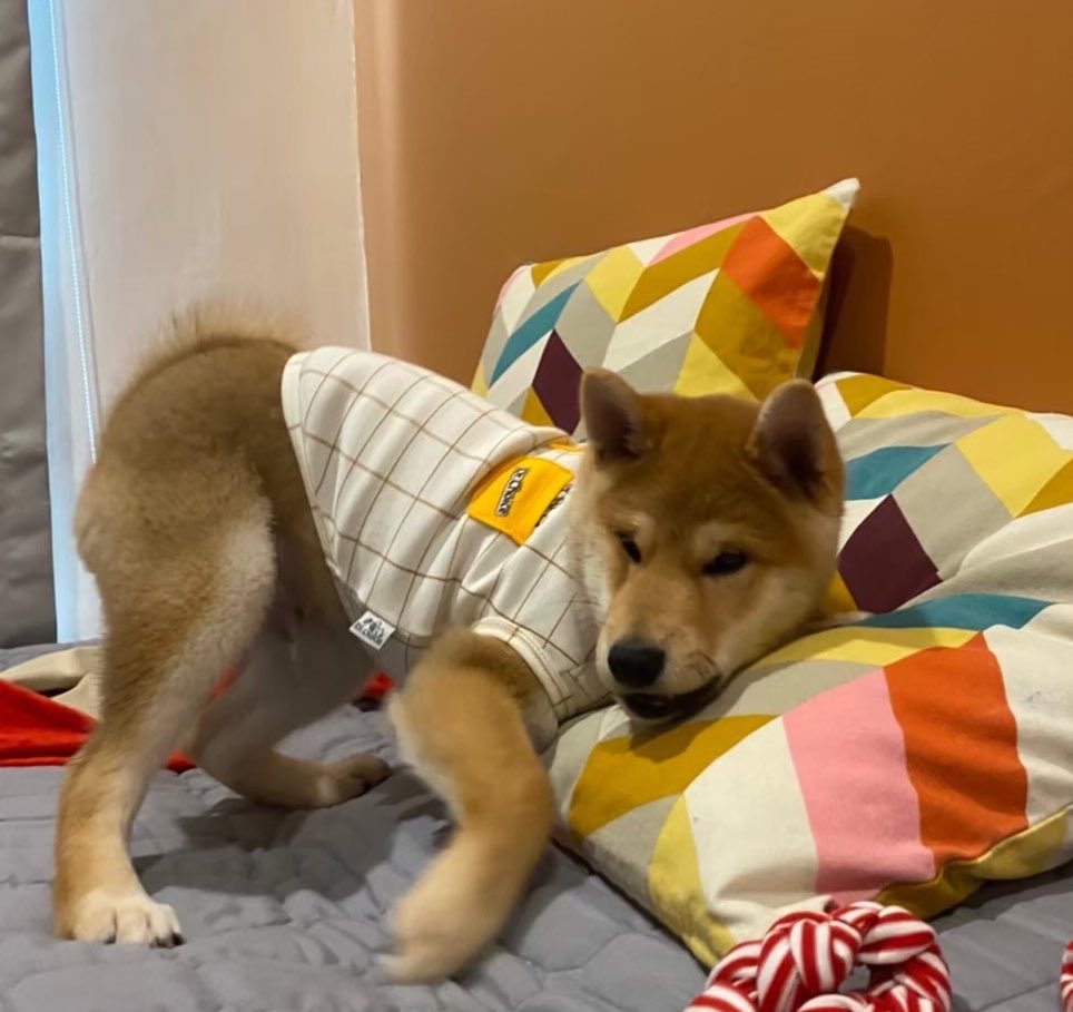 aunzajung's tweet image. welcome #sammerbcollie กับน้อนครบ 1 ปี
#ZuluEcho5