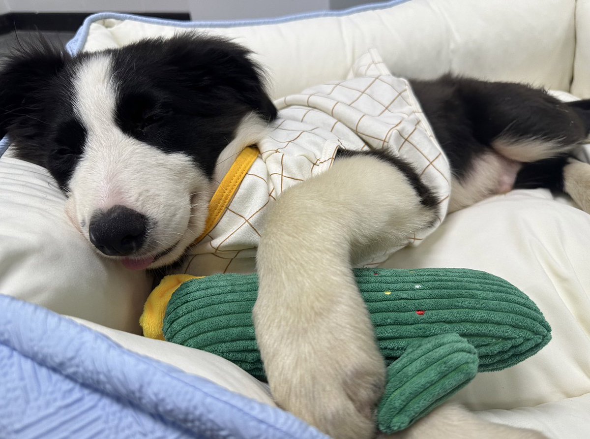 aunzajung's tweet image. welcome #sammerbcollie กับน้อนครบ 1 ปี
#ZuluEcho5