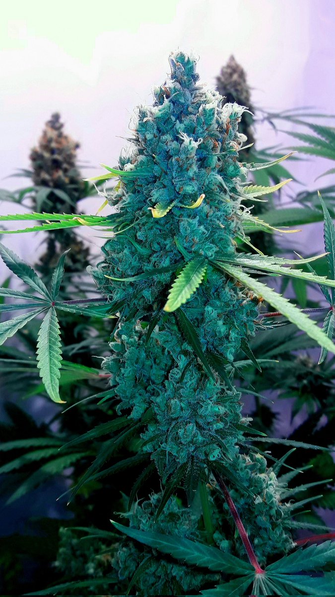 AdrycManellson's tweet photo. Weed Tarde casi Verde Mundo, con unas #Fantasías sobre #HellFireOg de @Kannabia_Samen en #AdrycsCove bajo #PureLedQ240Wts #PureTent #RefBlanca @ThePureFactory_ #Sust #CocoAllMix @ProXL_Spain powered todo by @DPlantasur,
Mi Hada y toda la #Crew Os Deseamos sea todo Feliz..🧚♂️😎 https://t.co/JEbDgh1e2P
