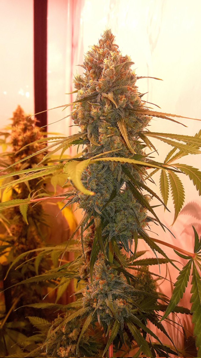 AdrycManellson's tweet photo. Weed Tarde casi Verde Mundo, con unas #Fantasías sobre #HellFireOg de @Kannabia_Samen en #AdrycsCove bajo #PureLedQ240Wts #PureTent #RefBlanca @ThePureFactory_ #Sust #CocoAllMix @ProXL_Spain powered todo by @DPlantasur,
Mi Hada y toda la #Crew Os Deseamos sea todo Feliz..🧚♂️😎 https://t.co/JEbDgh1e2P